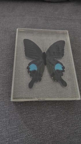 Papilioparis peacock - papilioparis,