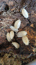 LIVE Snow White Isopods (10+2