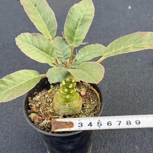 1pcs roottuber succulent