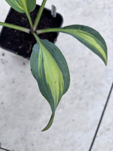 Hosta catherine small - catherine,
