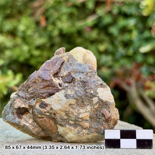 Fossil vertebra large - fossil, &