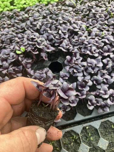 Herb basil dark - ,,