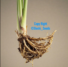 Well Rooted Thai Lemongrass