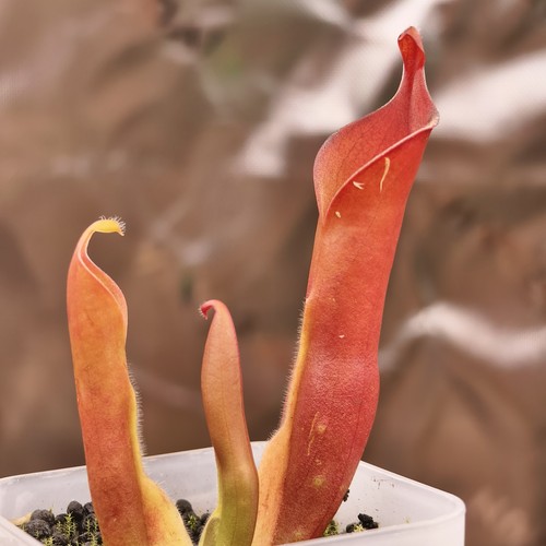 Heliamphora neblinae cerro - neblinae,