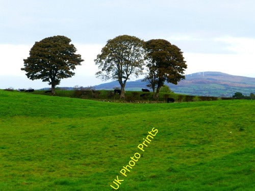 Photo 6x4 trees carony - photo, trees,