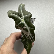 Alocasia Nobilis Pink