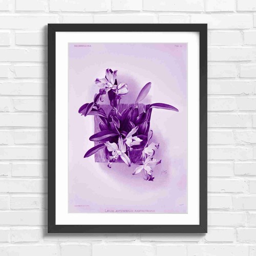 Vintage pink orchid botanical - vintage,