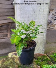 Rumohra adiantiformis