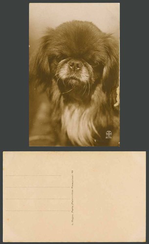 Pekingese dog puppy pet animal - dog,
