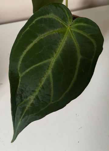 Anthurium magnificum 3 - magnificum, #3