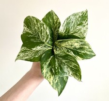 1 x Variegated Marble Queen Pothos Cuttings 5cm + | READ DESCRIPTION Epipremnum