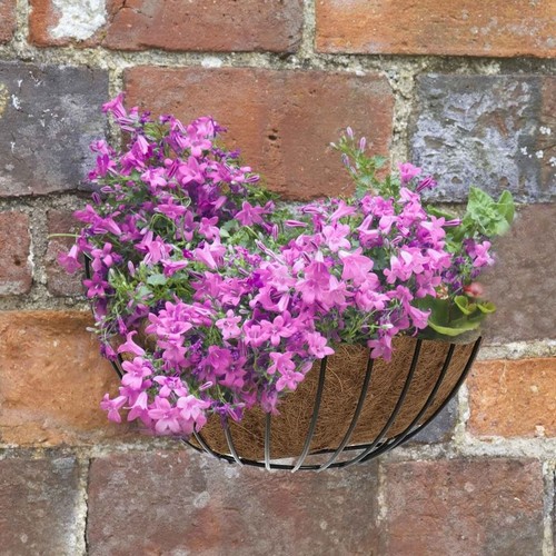 Hanging garden flower - flower, basket