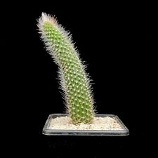 Hildewinteria Colademoninis