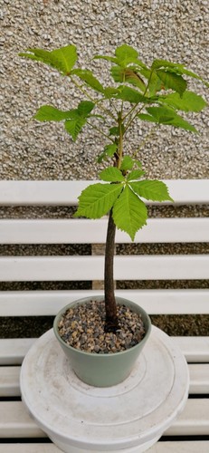 Starter horse chestnut - starter,