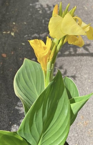 Canna cannova yellow f1 - canna, yellow’