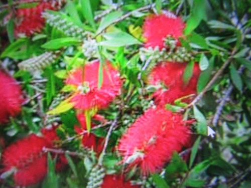 Callistemon rigdus winter - callistemon,