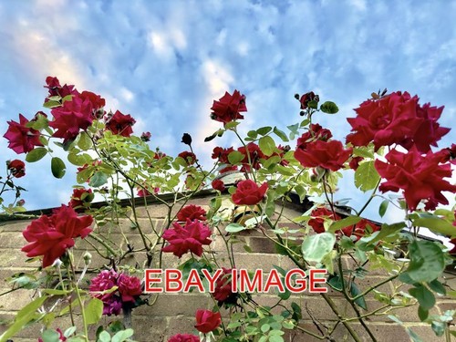 Photo rambling rose climbing - photo,