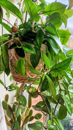 Hoya carnosa wax house plant - wax,