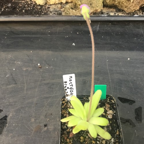 Pinguicula moctezumae pilosa - moctezumae,