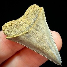 Great White Shark Tooth 1.55"