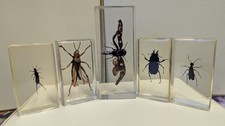 National Geographic Real Life Bugs In Resin x 5 insects #7