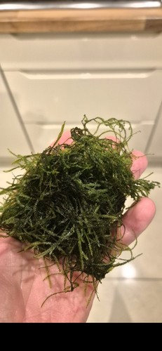 Java moss 50g carpeting - java, 50g,carpeting
