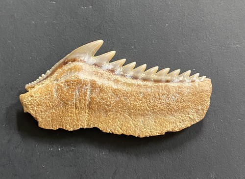 46mm lower fossil sharks - , tooth