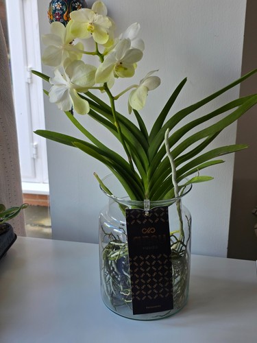 Vanda orchid bloom a - vanda,