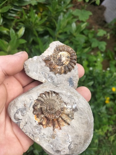 Top grade oistoceras - top,