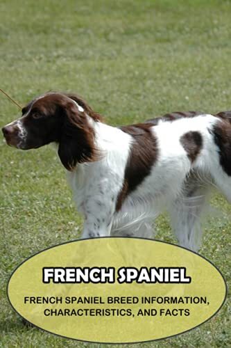 French spaniel - spaniel:,