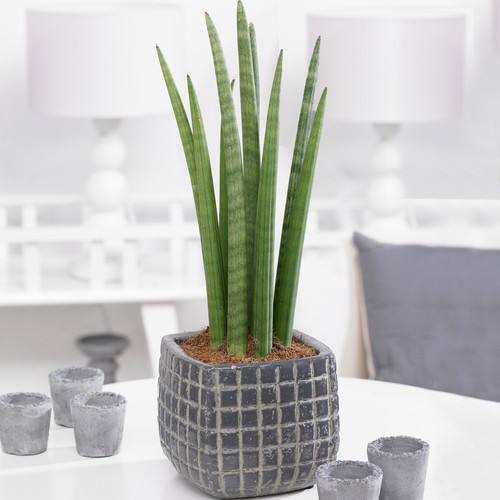 Sansevieria cyclindrica - sansevieria,