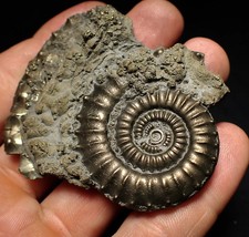 Large Crucilobiceras pyrite