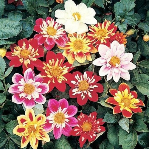 Dahlia variabilis dwarf - variabilis,