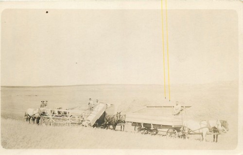 1910 rppc farming horse - c.,