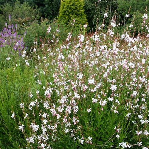 Gaura whirling butterflies - gaura,