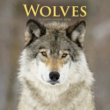 Wolves Calendar 2026 - Animal