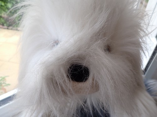 Cuddly old english sheepdog - cuddly,