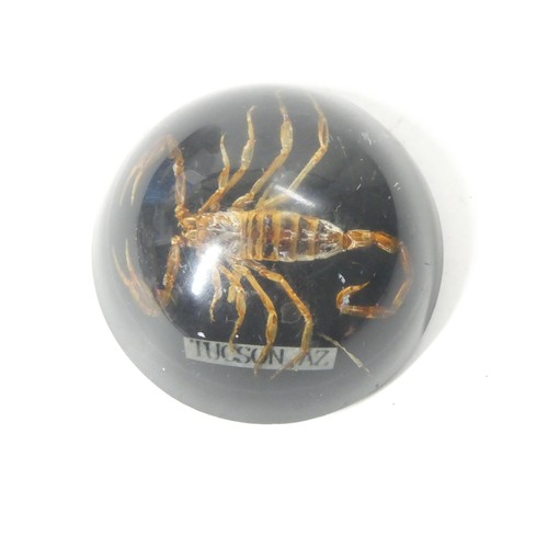 Real scorpion resin - in,