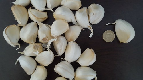 Garlic for planting wight - garlic,