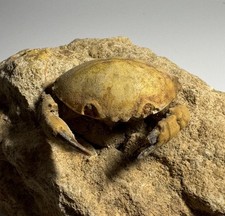 Harpactoxanthopsis? Crab