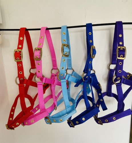 Foal headcollars mixed - foal, -mixed