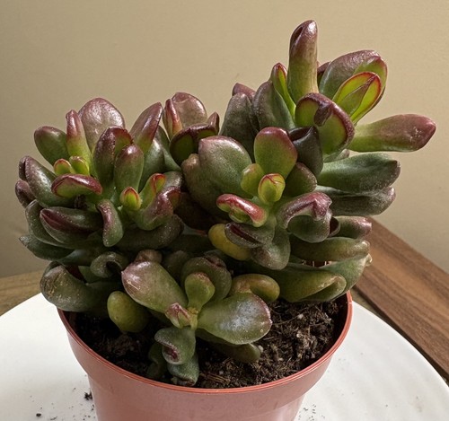 Crassula ovata hobbit - crassula, jade
