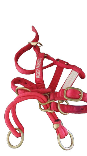 Dually training halter red - dually,