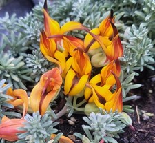 Lotus maculatus berthelotii - maculatus, x
