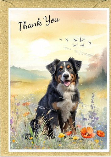 Australian shepherd dog - australian,