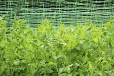 Pea & Bean Netting Climbing
