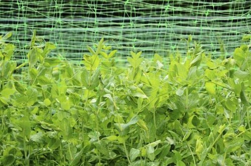 Pea bean netting climbing - pea,