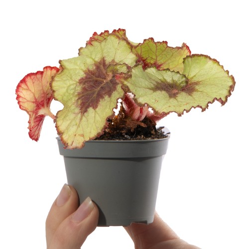 Baby begonia rex escargot - rex,