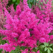 Astilbe arendsii Rose Plant in