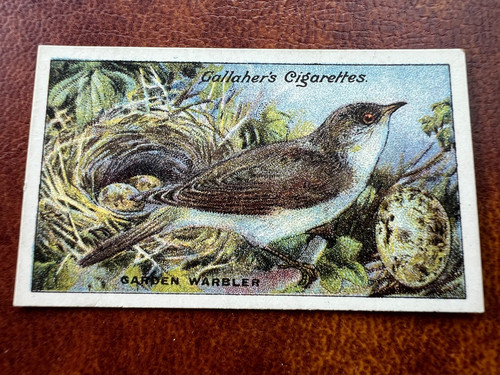 Gallaher birds nests eggs - birds,